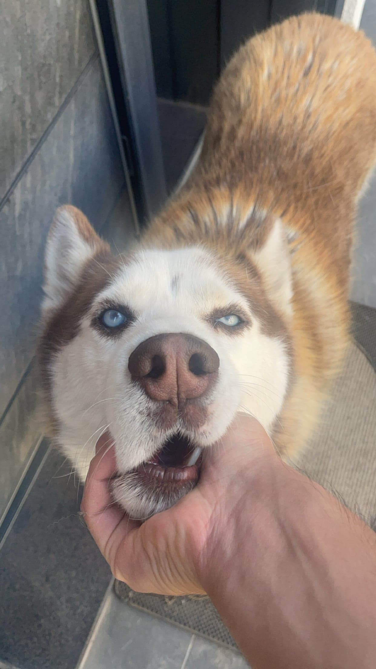 Siberian Husky